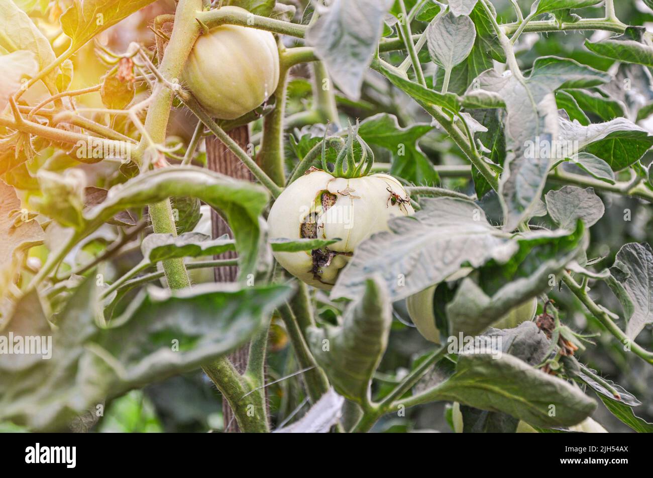 Krankheiten der Tomaten. Tomatenreißverschluss. Dünne braune nekrotische Narben an den Früchten. Reißverschluss-ähnliche Läsion. Geht in das Fruchtfleisch Stockfoto