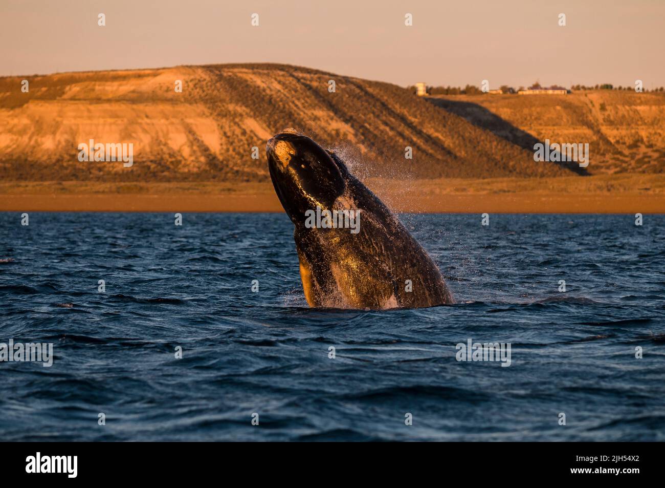 Südlicher rechter Walsprung, Halbinsel Valdes, UNESCO-Weltkulturerbe, Patagonien, Argentinien. Stockfoto