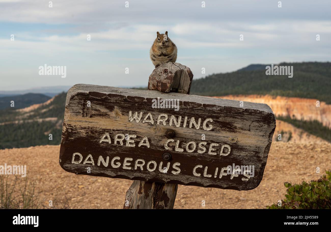 Fat Squirrel sitzt auf dem Warnschild im Bryce Canyon National Park am Rand Stockfoto