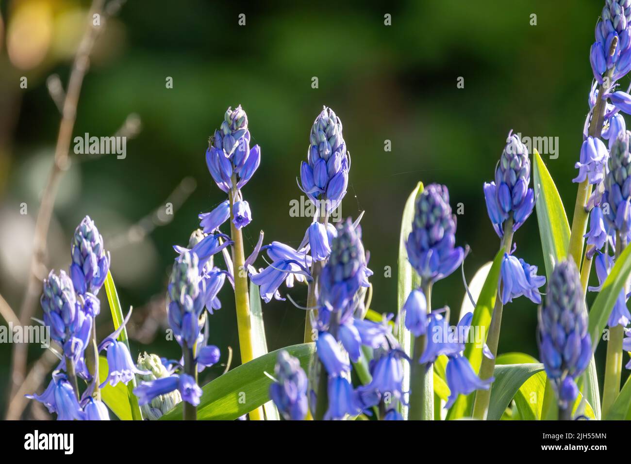 Eine Gruppe von blauen Muscari-Blüten, Traubenhyazinthe, blüht im Frühlingsgarten. Muscari armeniacum wachsen in warmem Sonnenlicht zwischen verschwommenem grünem Gras Hintergrund. Hyazinthen der blauen Maus aus der Nähe. Hochwertige Fotos Stockfoto