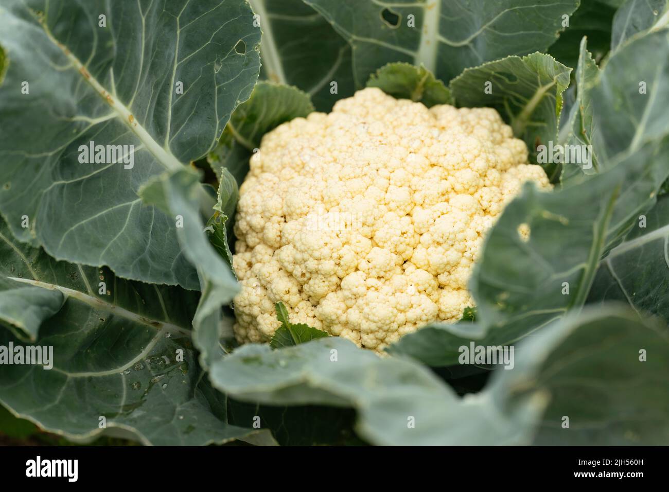 Bio-Blumenkohlpflanze in einem Gemüsegarten Stockfoto