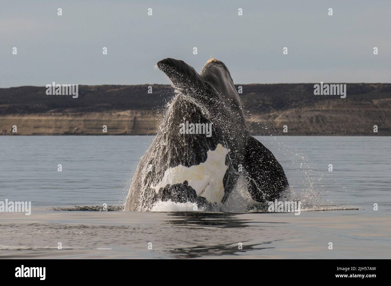 Südlicher rechter Walsprung, Halbinsel Valdes, UNESCO-Weltkulturerbe, Patagonien, Argentinien. Stockfoto