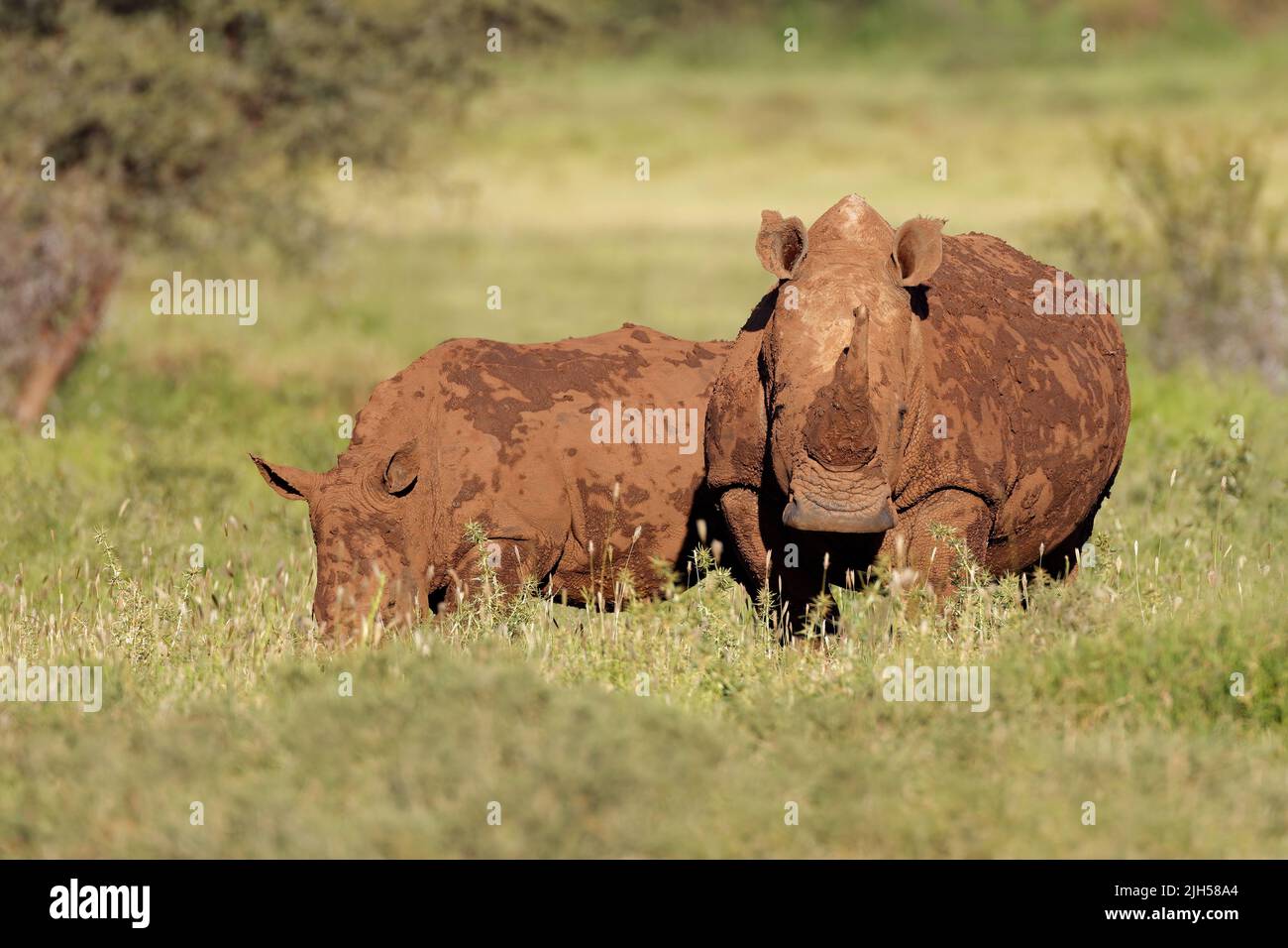 Weiße Nashörner (Rhinocerotidae)) mit Kalb im natürlichen Lebensraum, Südafrika Stockfoto