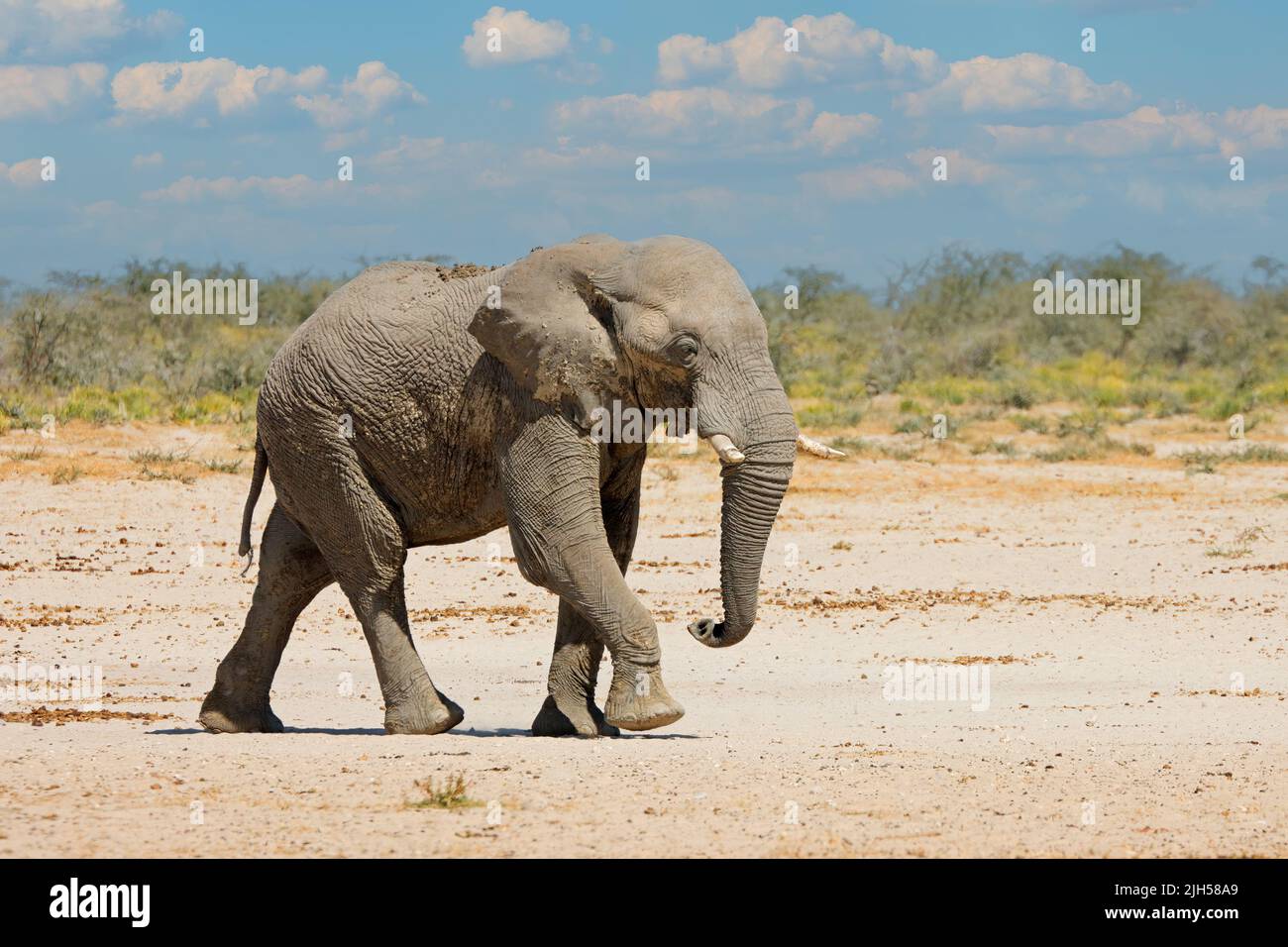 Großer afrikanischer Elefant (Loxodonta africana) zu Fuß, Etosha Nationalpark, Namibia Stockfoto