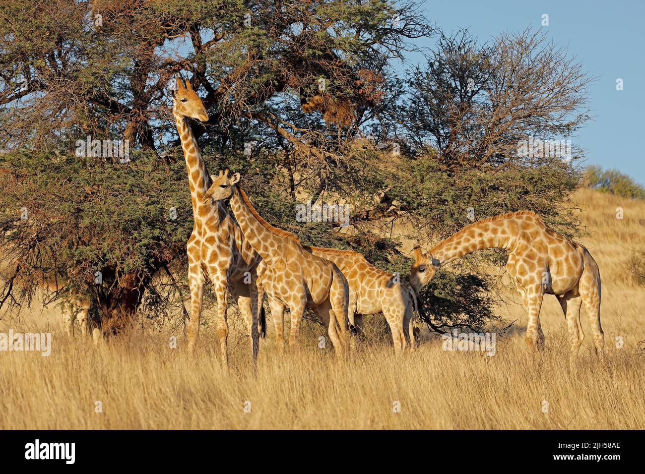 Giraffen (Giraffa Plancius) ernähren sich von einem Dornenbaum, Kalahari-Wüste, Südafrika Stockfoto