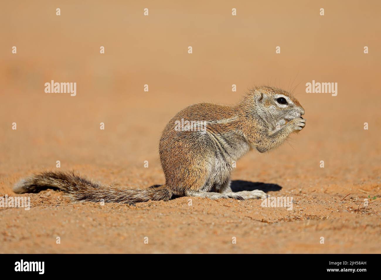 Fütterung Borstenhörnchen (Xerus Inaurus), Kalahari-Wüste, Südafrika Stockfoto