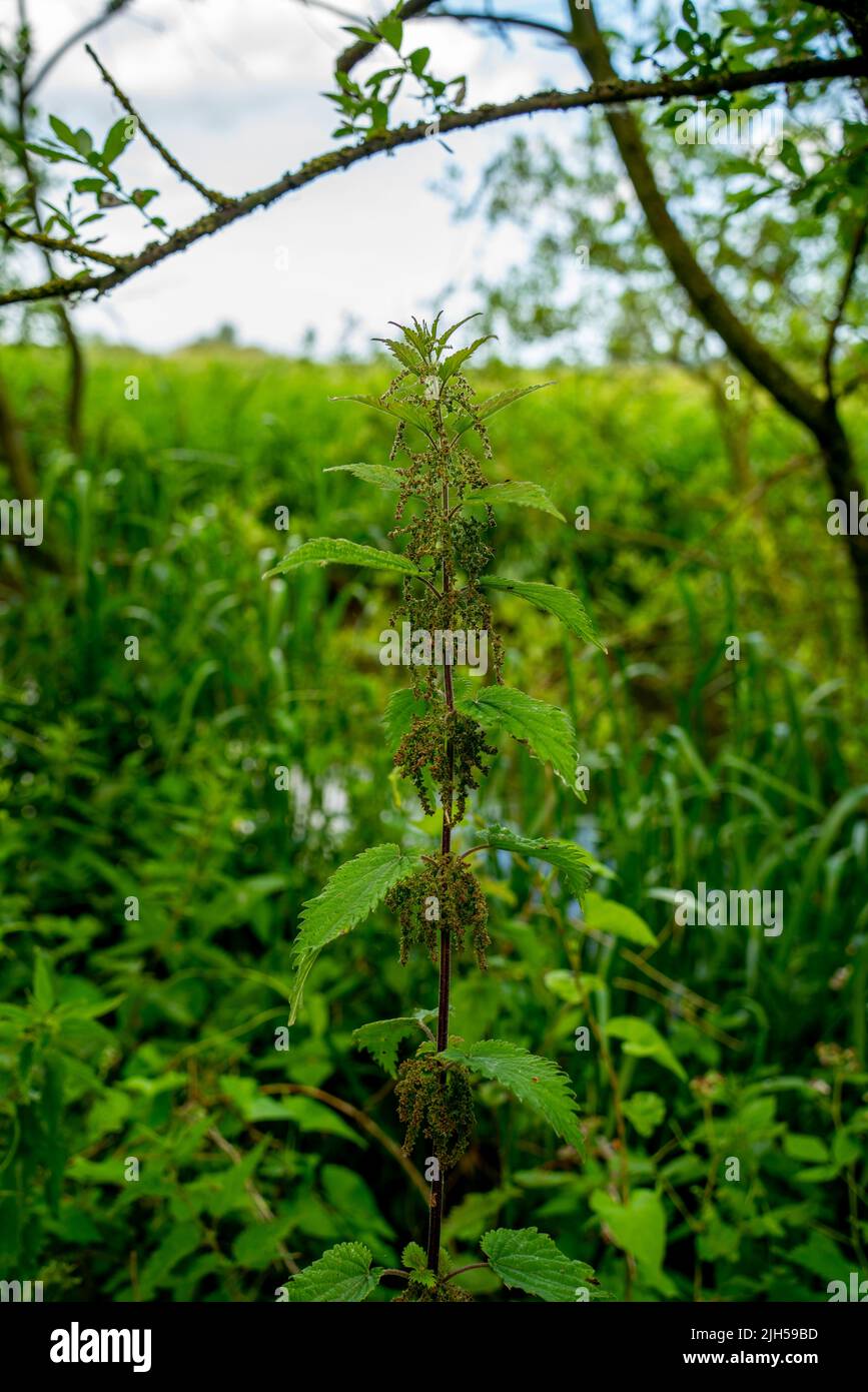 Nahaufnahme der gewöhnlichen Brennnessel, auch bekannt als Brennnessel oder Brennnesselblatt (Urtica dioica) Stockfoto