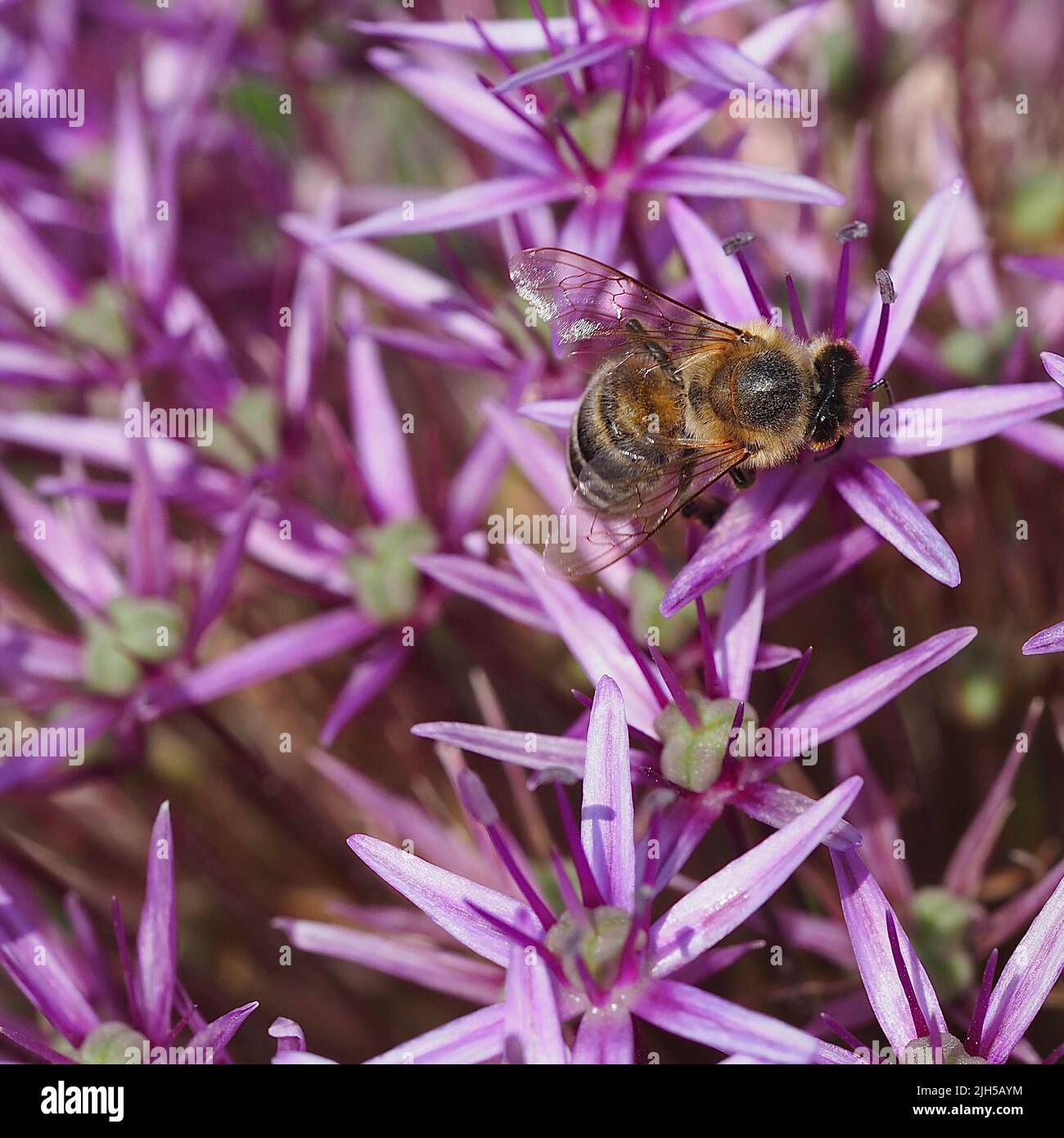 Biene beim Pollensammeln Stockfoto