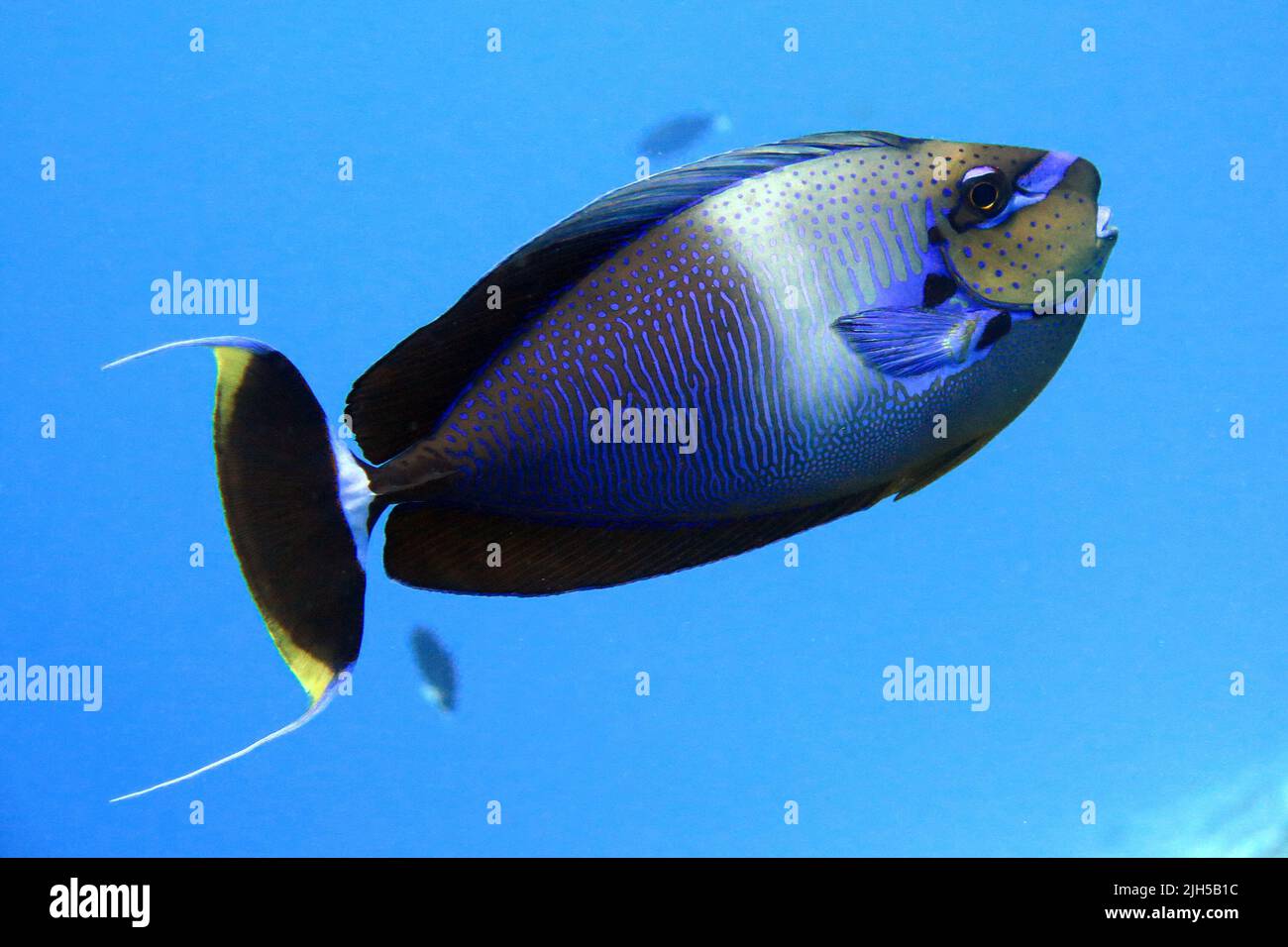 Blauer Fisch im Meer Stockfoto