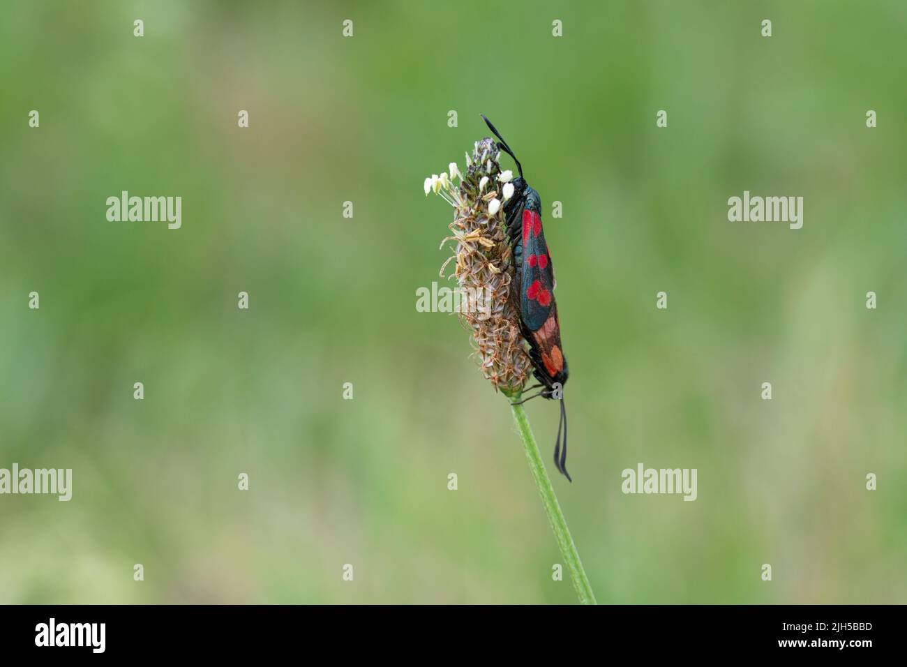 Schmetterling auf einer Blume im Sommer Stockfoto