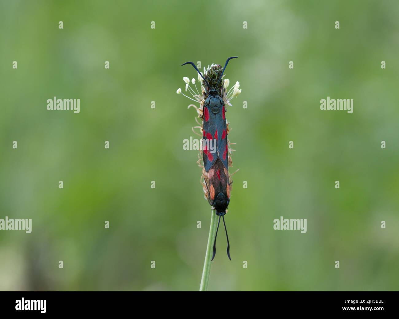 Schmetterling auf einer Blume im Sommer Stockfoto