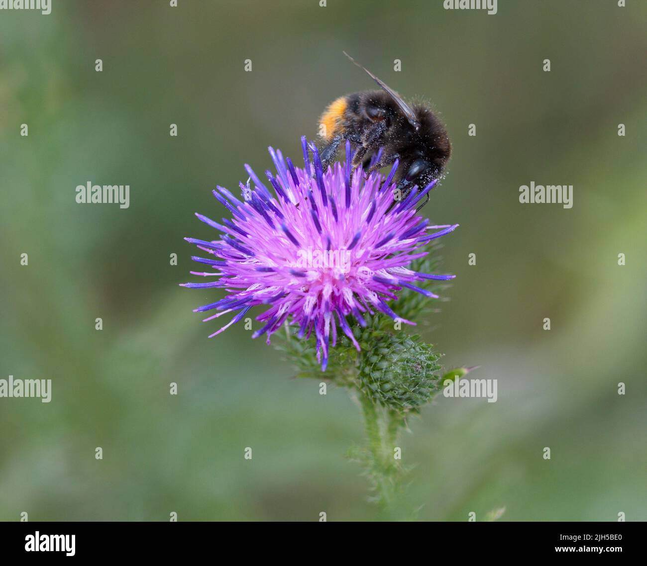 Hummel auf einer Blume im Sommer Stockfoto
