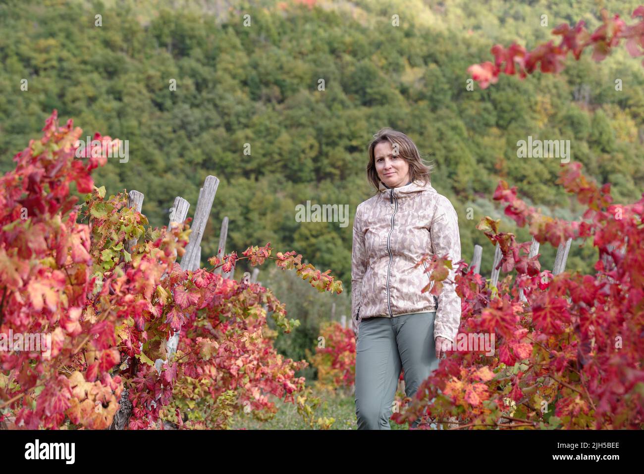 Frau zwischen einer Reihe von Weinreben im Herbst, Provinz Imperia, Italien Stockfoto