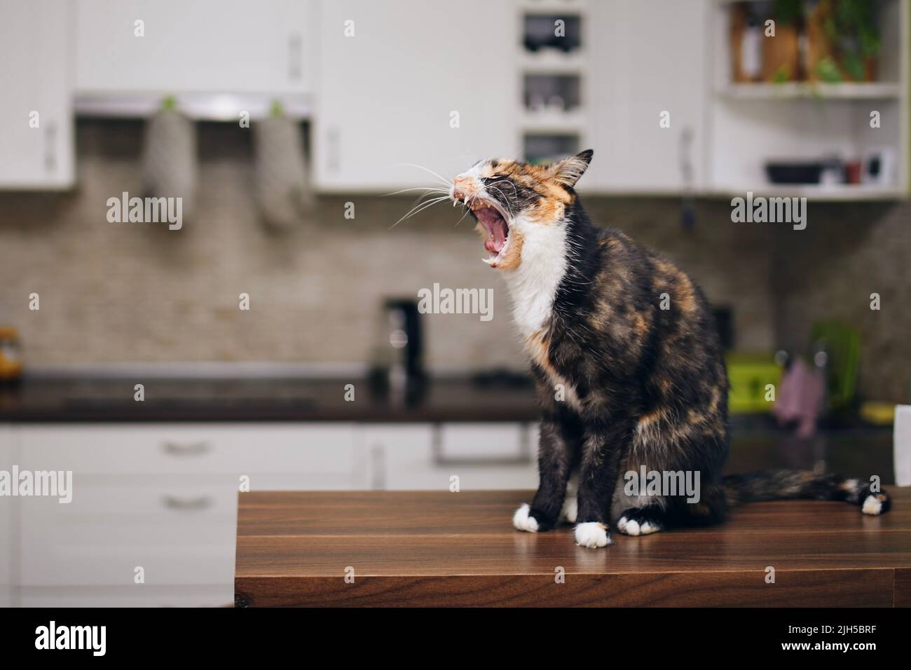 Hungrige tabby Katze sitzt auf dem Tisch und gähnt, während sie in der heimischen Küche auf das Füttern wartet. Stockfoto