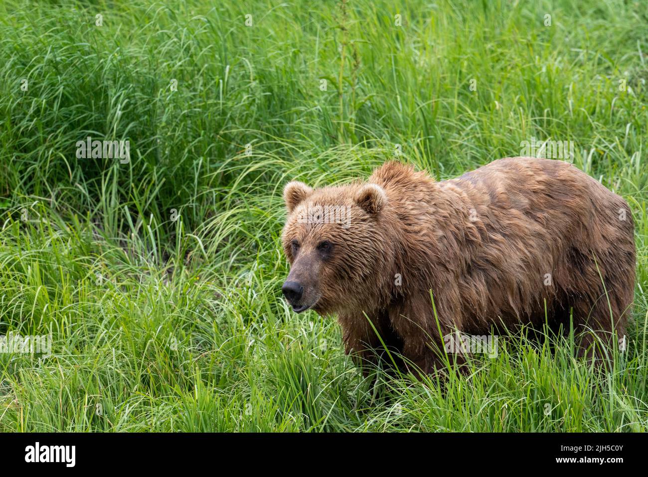 Alaskan Braunbären füttern in McNeil River State Wildschutzgebiet und Zuflucht Stockfoto