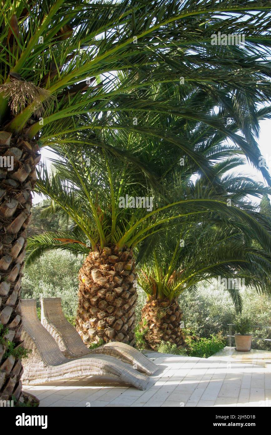 Liegestühle unter Palmen - Griechenland / Sonnenbetten unter Palmen - Griechenland / Stockfoto