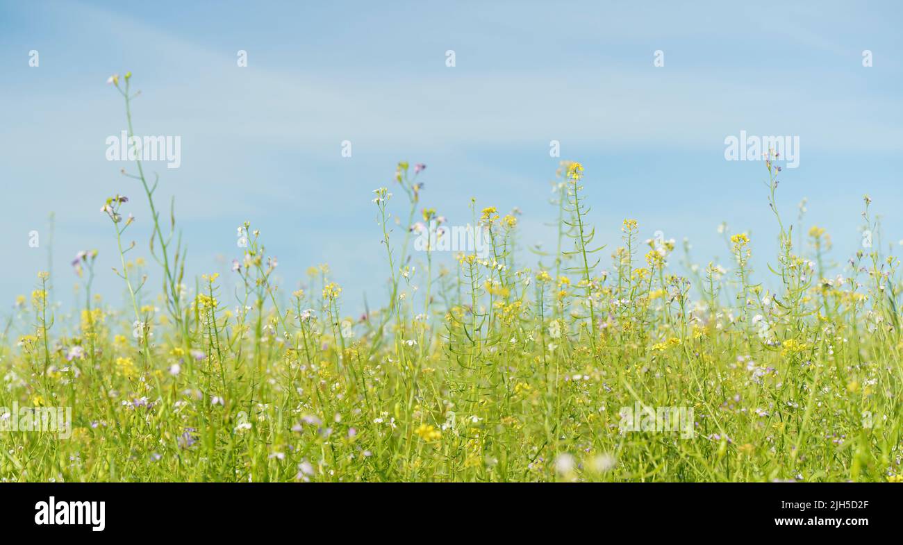 Sommer Wiese Hintergrund. Frühlingsgrün Feld mit wilden Blumen und Kräutern auf sonnigen Himmel Hintergrund. . Hochwertige Fotos Stockfoto