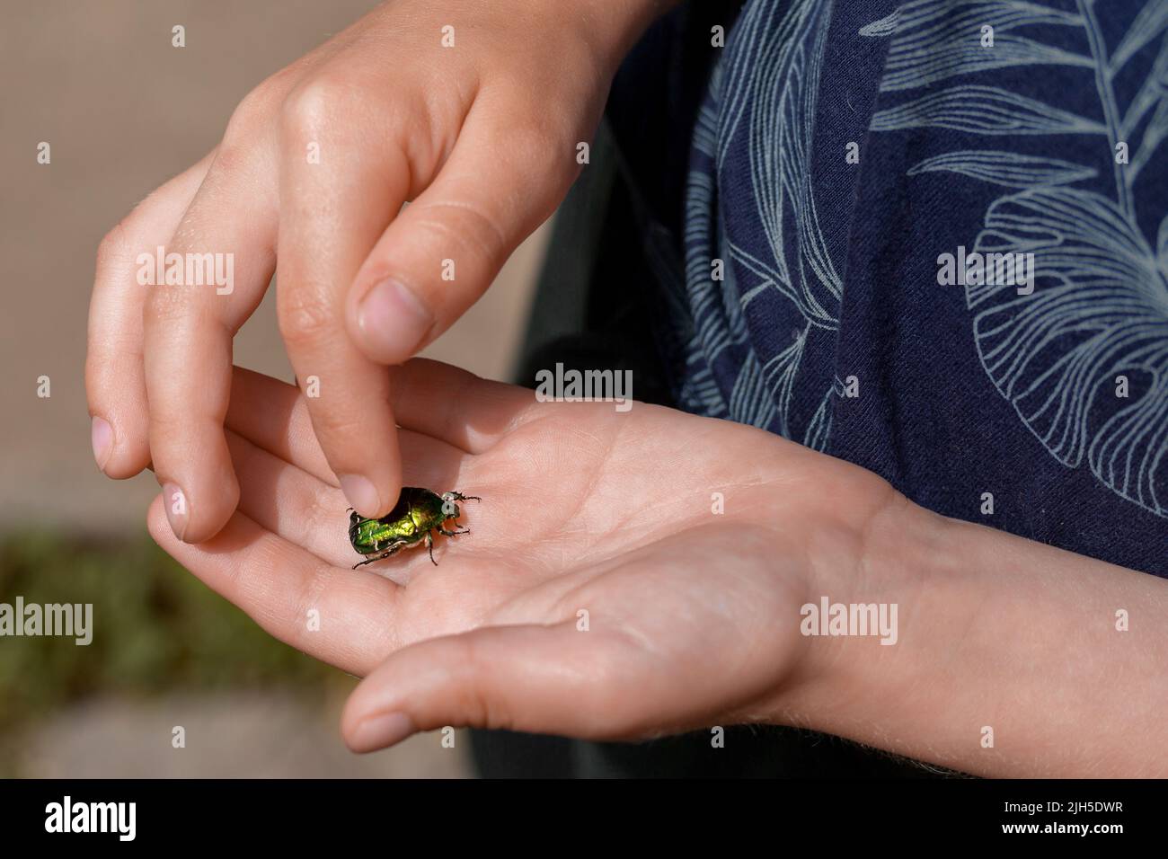 Ein goldener Bronzekäfer in den Händen eines Kindes aus der Nähe an einem sonnigen Sommertag. Ein Junge streichelt einen grünen Skarabäus. Das Konzept der Sorge um die Natur, um Stockfoto