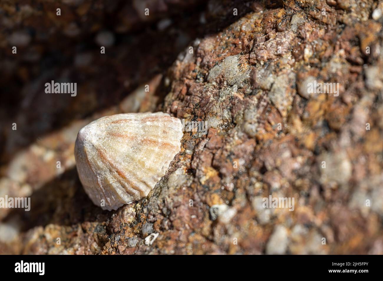 Limetten. Bei Ebbe klebte Wasserschnecke an einem Felsen an der britischen Küste. Stockfoto