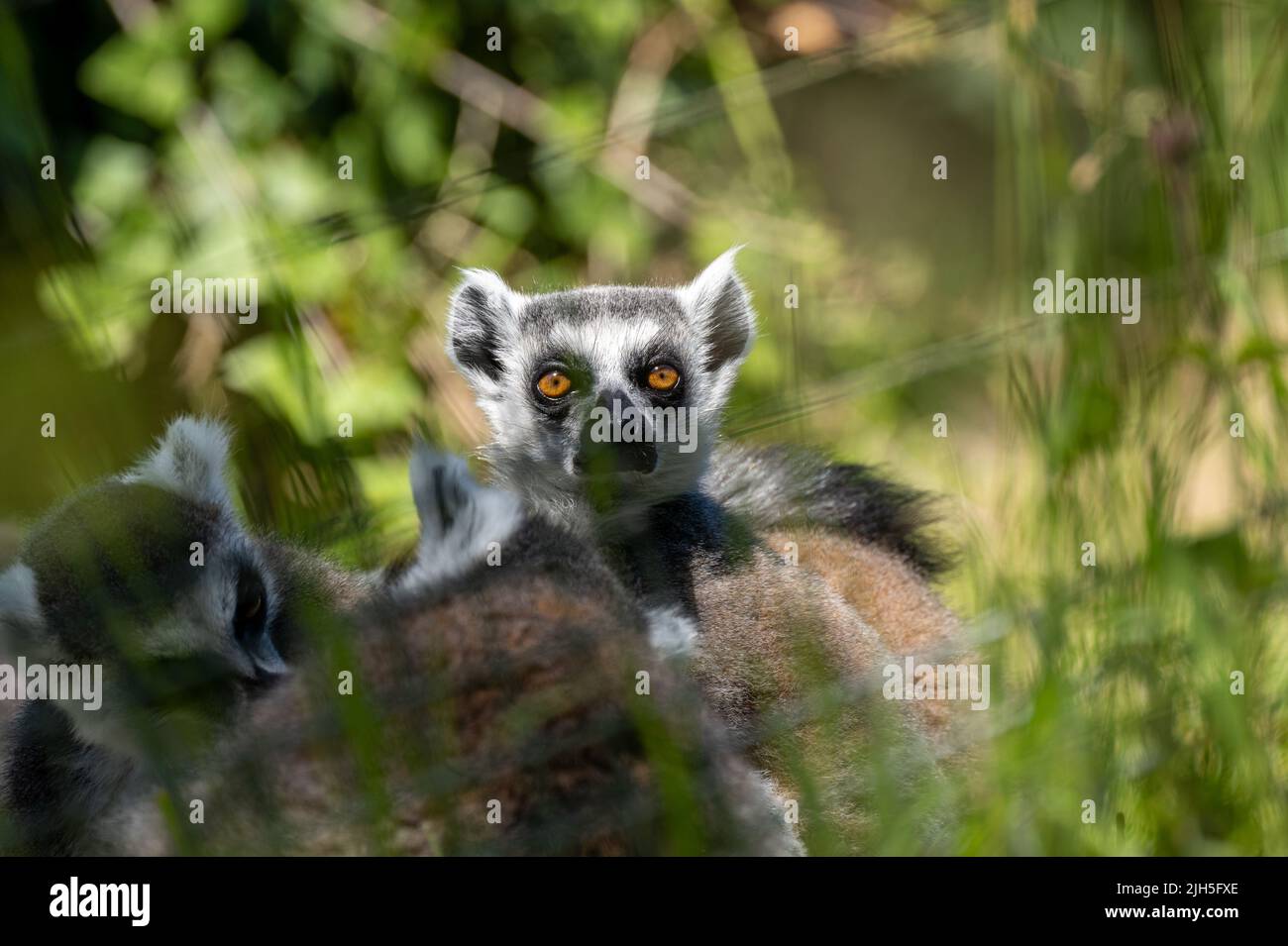 Eine Gruppe von wachsam ruhenden Ringschwanz-Lemuren, Lemur catta. Ein großer Strepsirrhin-Primat im Zoo von Jersey. Stockfoto
