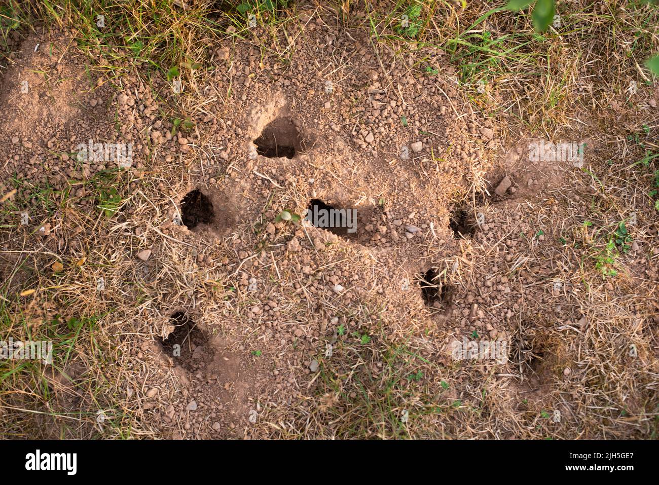 Viele kleine Mäuselöcher im Boden, Tierhabitat im Grasland, Nagetierhöhle Stockfoto