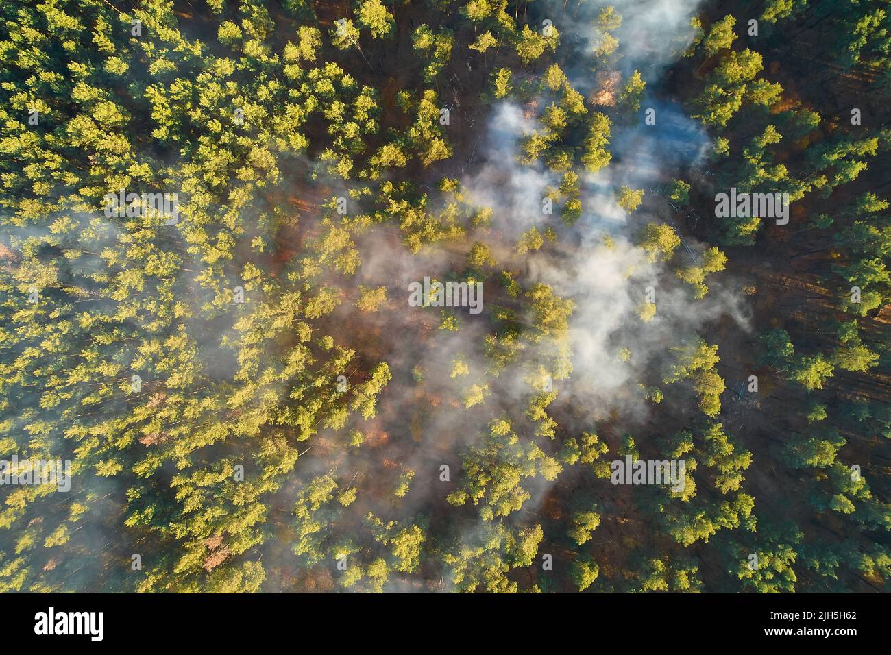 Starkes Feuer in einem leeren Wald. Das Feuer breitet sich in einer ...