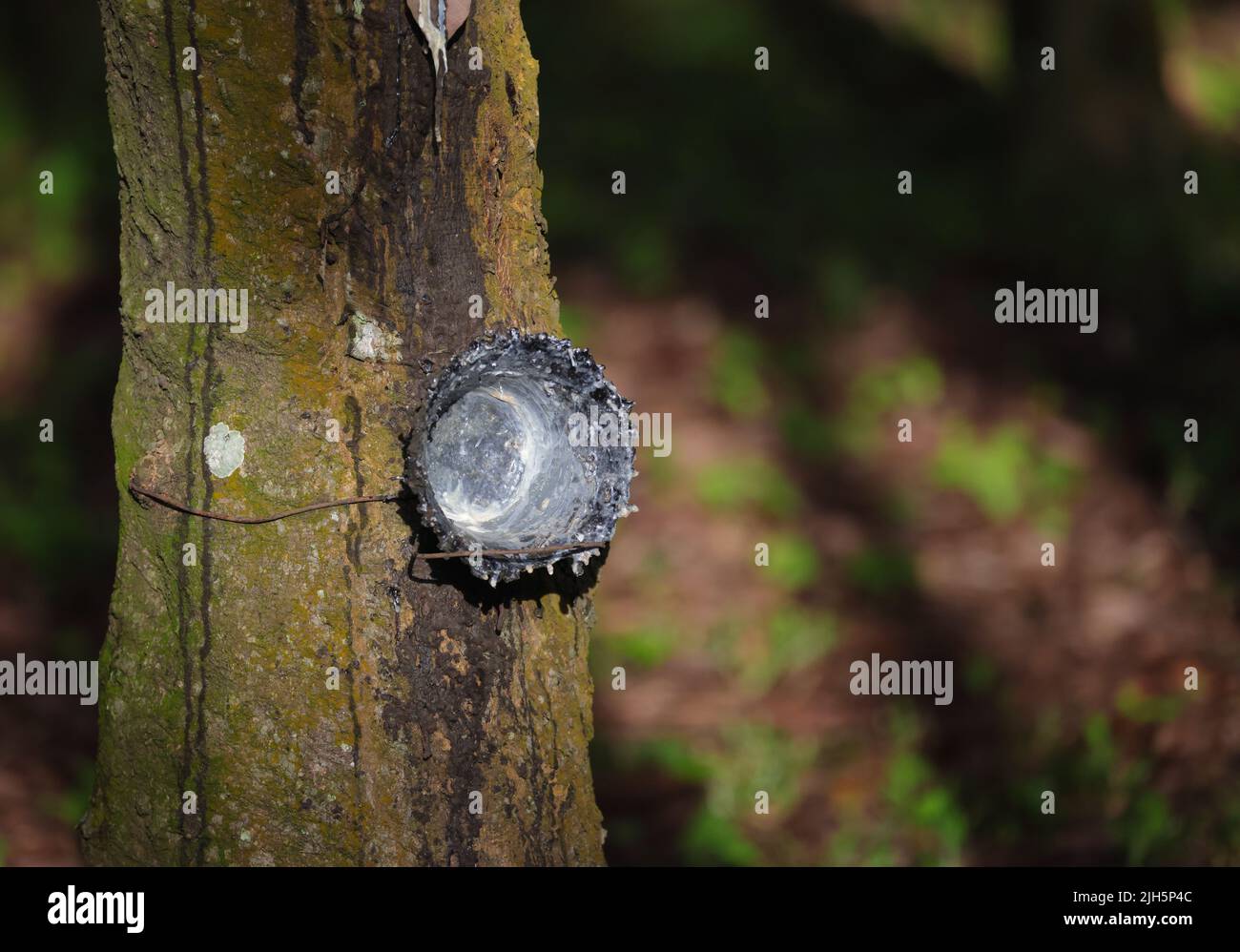 Leerer Topf oder Schale für gefülltes Gummilatex auf Gummibaum in Plantation.Dieses Foto wurde aus Bangladesch aufgenommen. Stockfoto