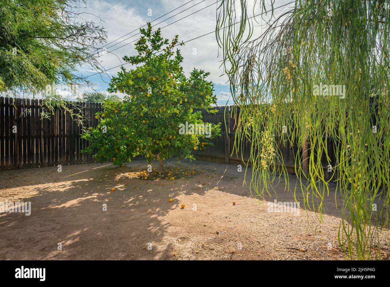 Wartungsarmer Hinterhof in Tucson Arizona mit Zitronenbaum Stockfoto