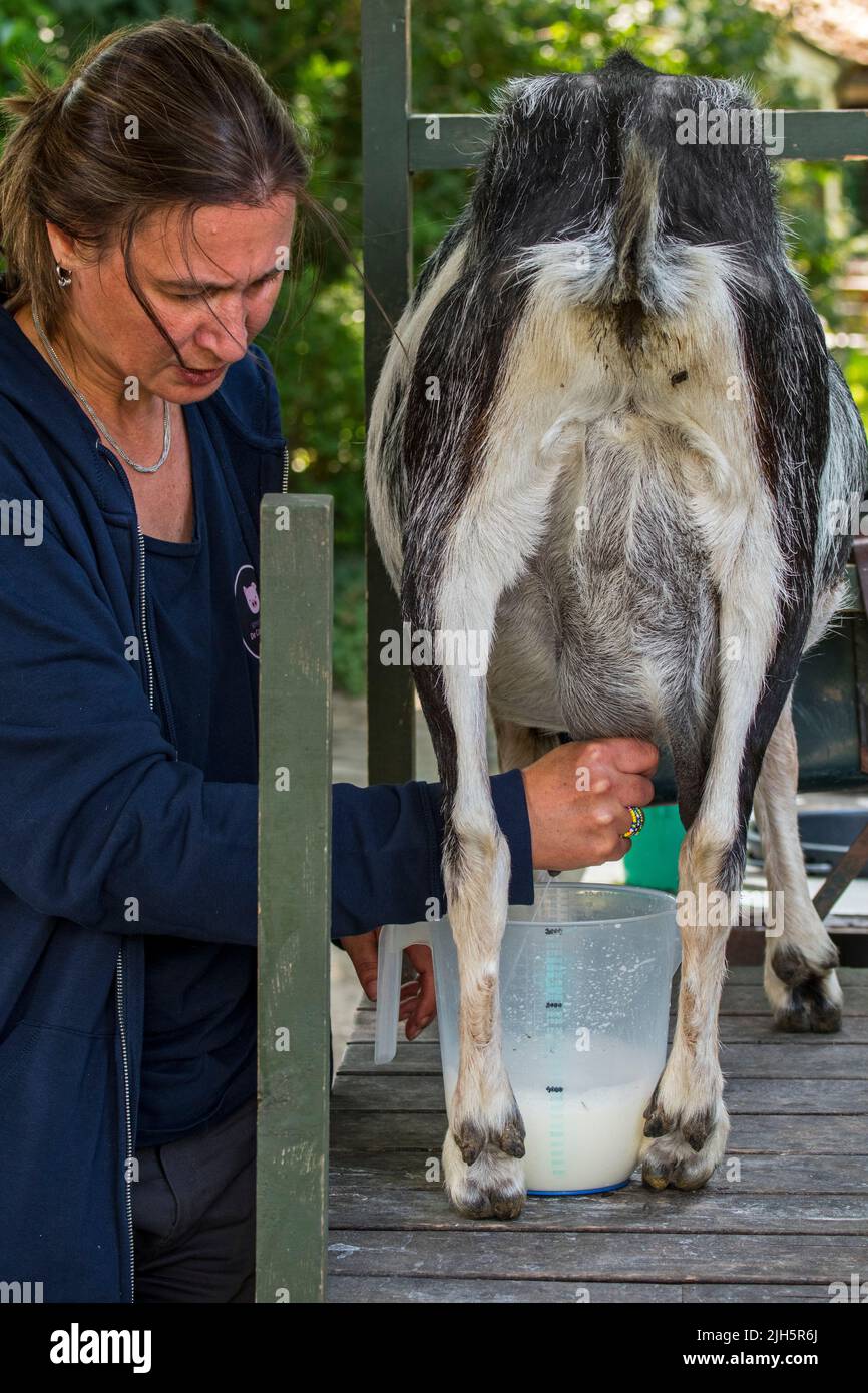 Bauer Hand Melken Ziege durch Massieren und Abziehen auf den Zitzen des Euters, spritzen die Milch in einen Krug Stockfoto