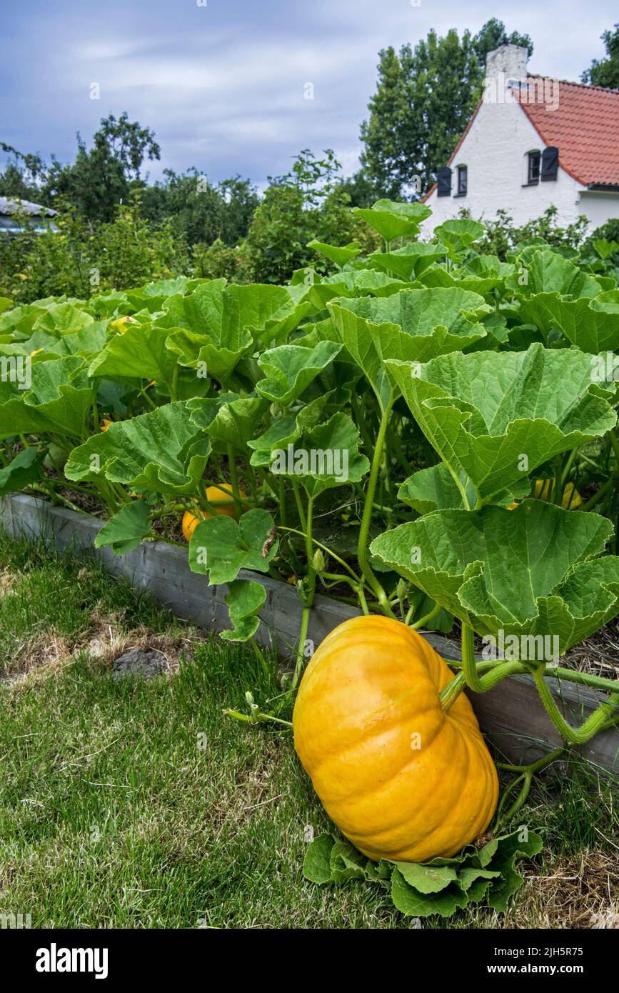 Angebauter Kürbis (Cucurbita maxima) mit essbaren Früchten und großen grünen Blättern im Gemüsegarten / Küchengarten / Zuteilung im Sommer Stockfoto