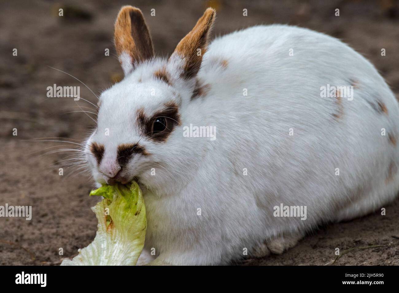 Nahaufnahme eines weißen Zwergkaninchens/Tierkaninchens (Oryctolagus cuniculus domesticus), das im Streichelzoo/auf der Kinderfarm Salatblätter isst Stockfoto