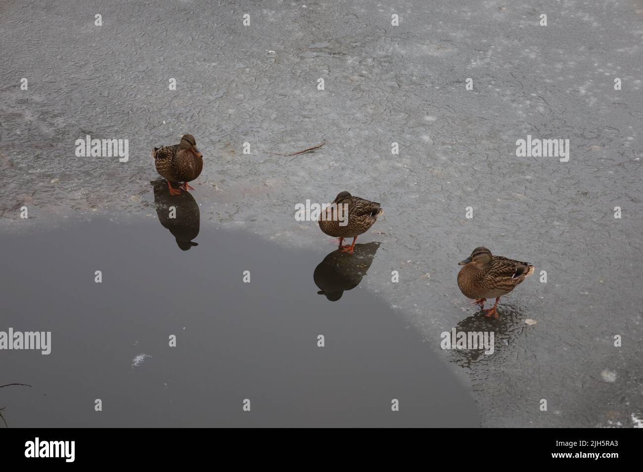 Wilde Enten auf Eis, Winterpark Stockfoto