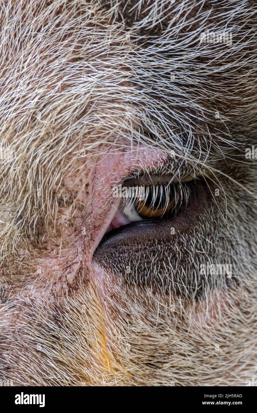Nahaufnahme von Augen und Wimpern von Hausschweinen/Schweinen (Sus domesticus) Stockfoto