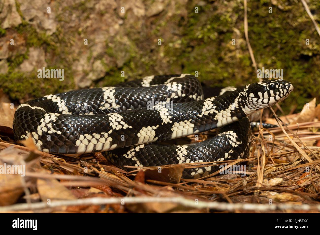 Östliche Königsnatter aus North Carolina - Lampropeltis getula Stockfoto