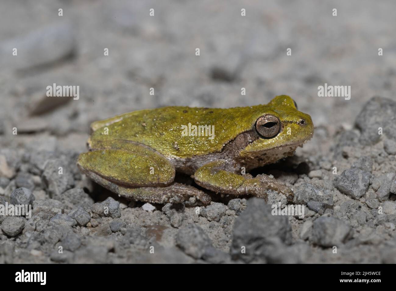 Kiefernwälder Baumfrosch - Hyla femoralis Stockfoto