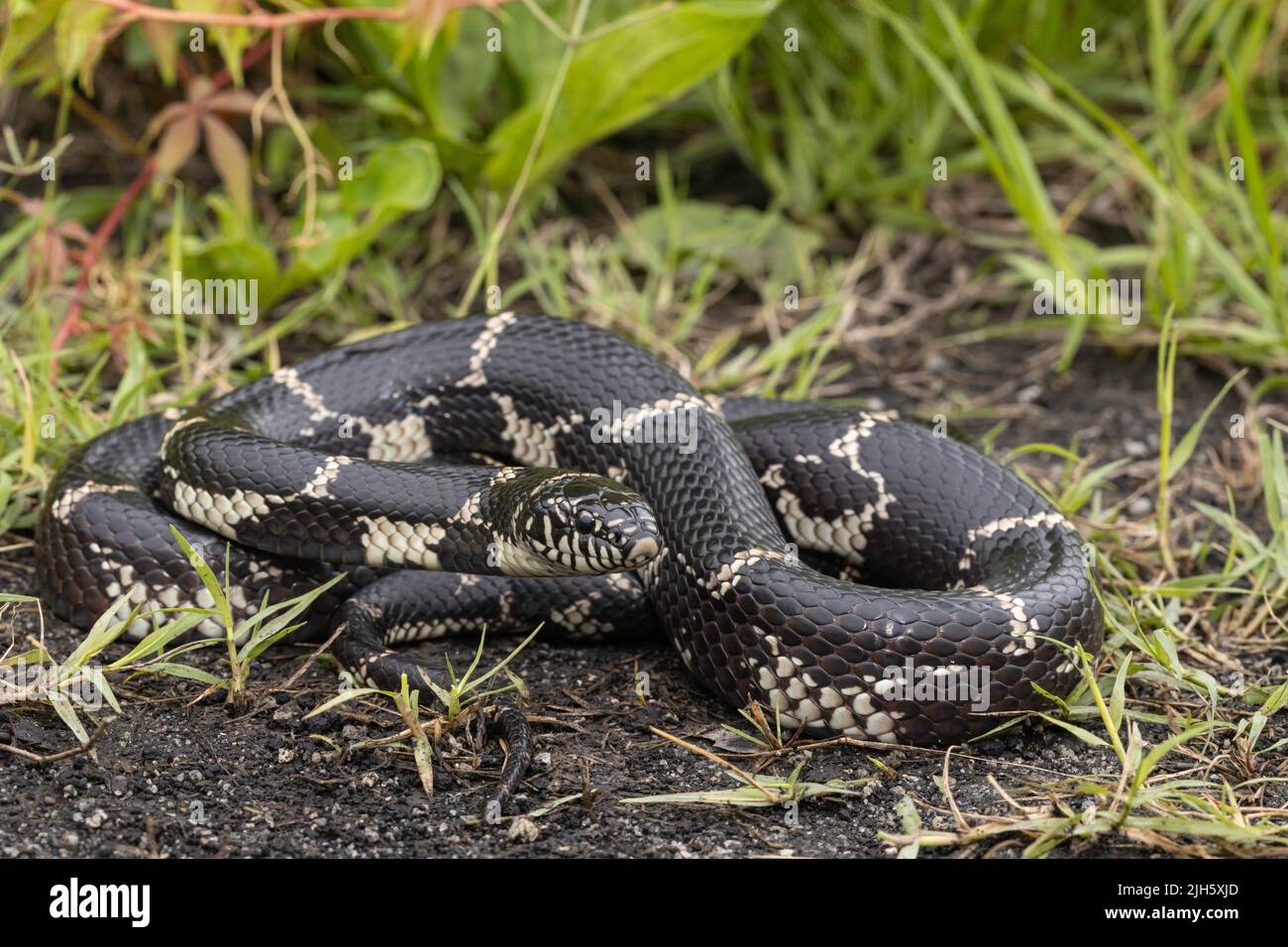 Östliche Königsnatter aus North Carolina - Lampropeltis getula Stockfoto