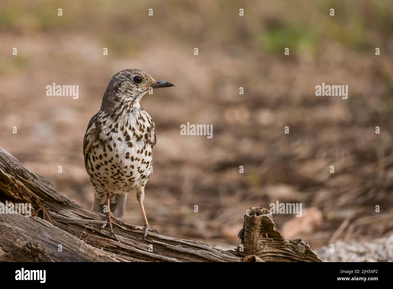 Charlo-Drossel oder Turdus viscivorus, Vogel der Ordnung Passeriformes Stockfoto