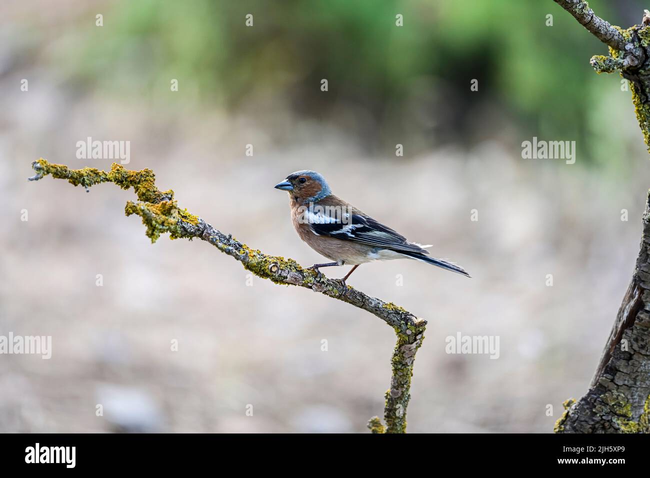 Gemeiner Fink oder Fringilla coelebs - kleiner Singvögel Stockfoto