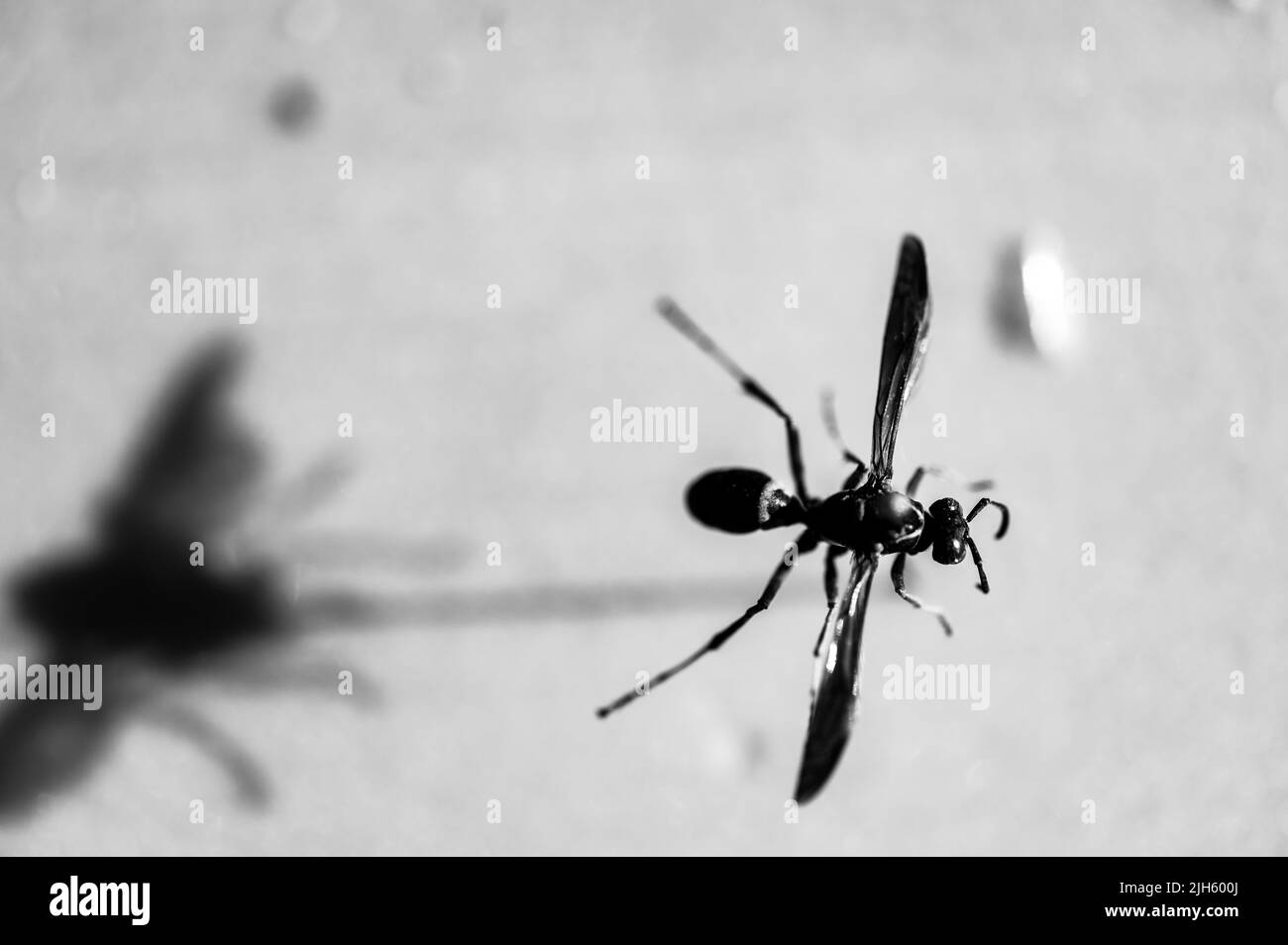 Selektiver Fokus auf festgeklemmten Papierwespen-Insekten, die über einer leeren Oberfläche schweben. Stockfoto