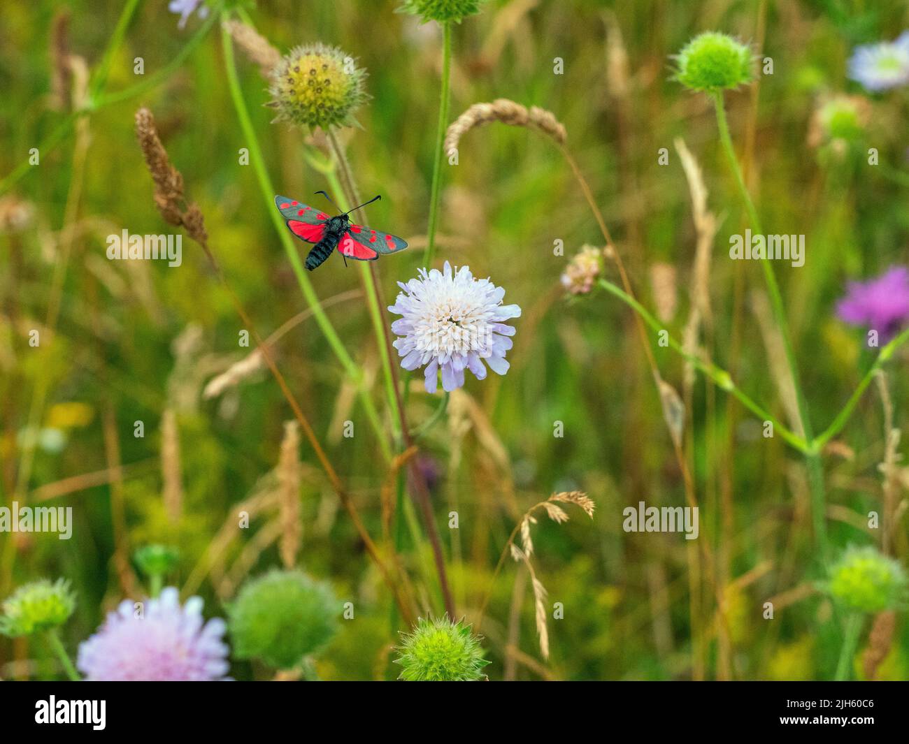 Eng - 5-spot Burnet Zygaena lonicerae Beeston gemeinsame Norfolk Juli begrenzt Stockfoto