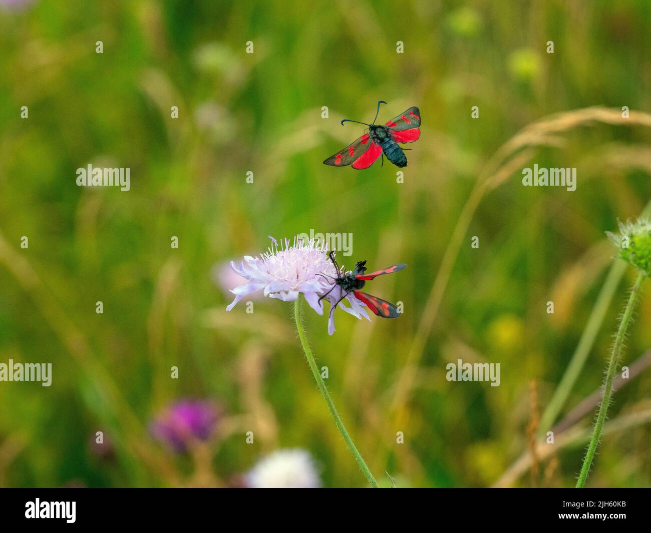 Eng - 5-spot Burnet Zygaena lonicerae Beeston gemeinsame Norfolk Juli begrenzt Stockfoto