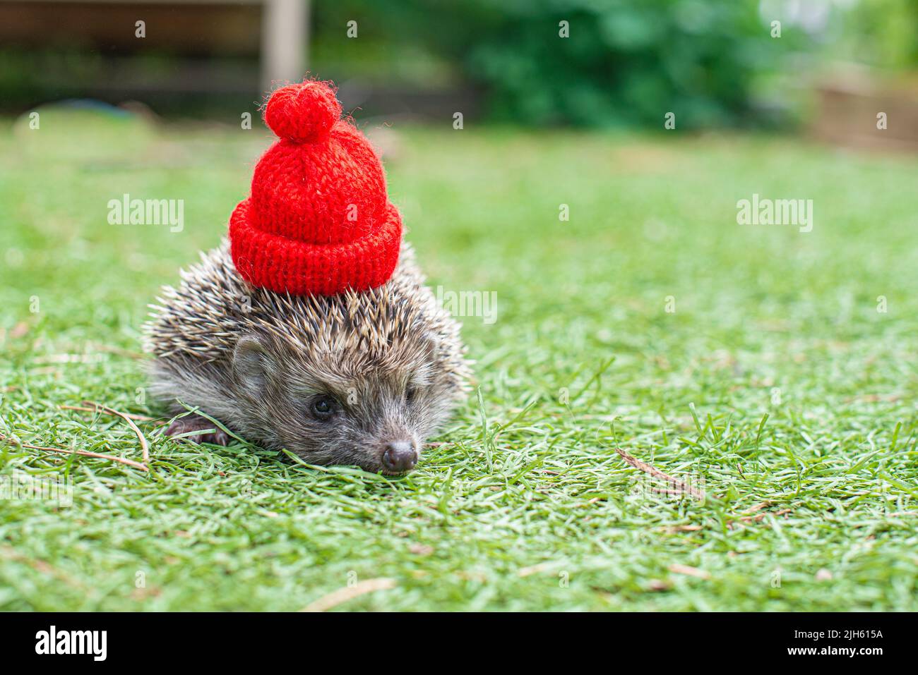 Igel auf einer grünen Wiese in einem roten Hut Stockfoto