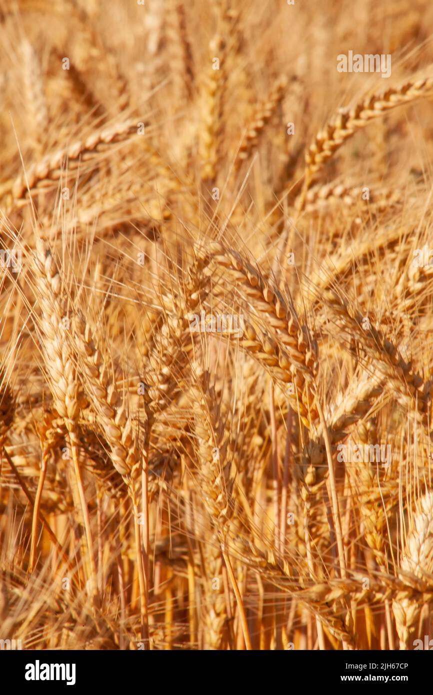 Ähren von goldenem Weizen reifen auf dem Feld. Weizenernte in der Landwirtschaft Stockfoto