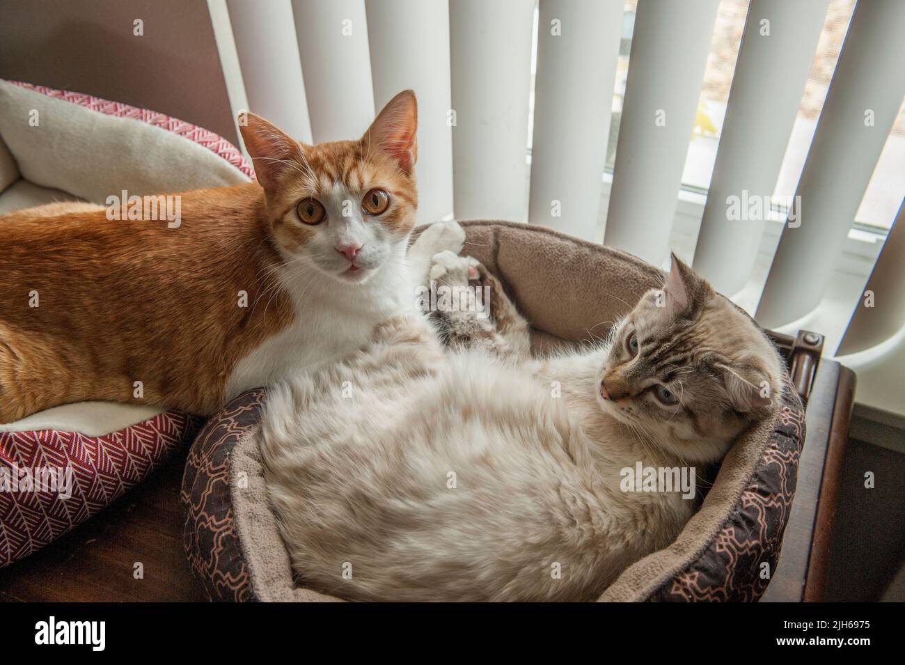 Zwei Katzen, ein orangefarbener tom und eine Ragdoll, entspannen sich am Fenster. Stockfoto