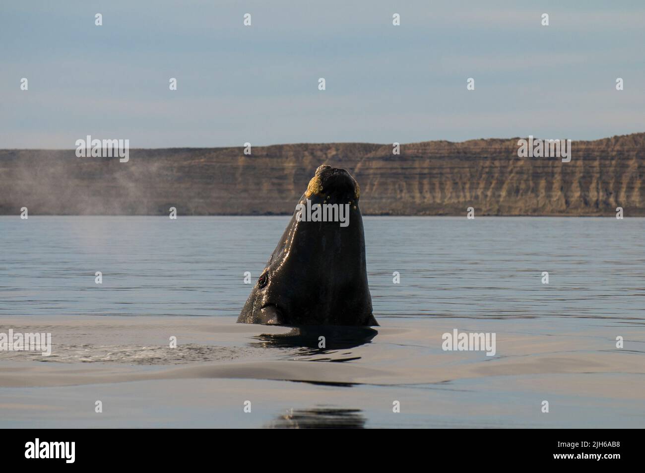Südlicher rechter Walsprung, Halbinsel Valdes, UNESCO-Weltkulturerbe, Patagonien, Argentinien. Stockfoto