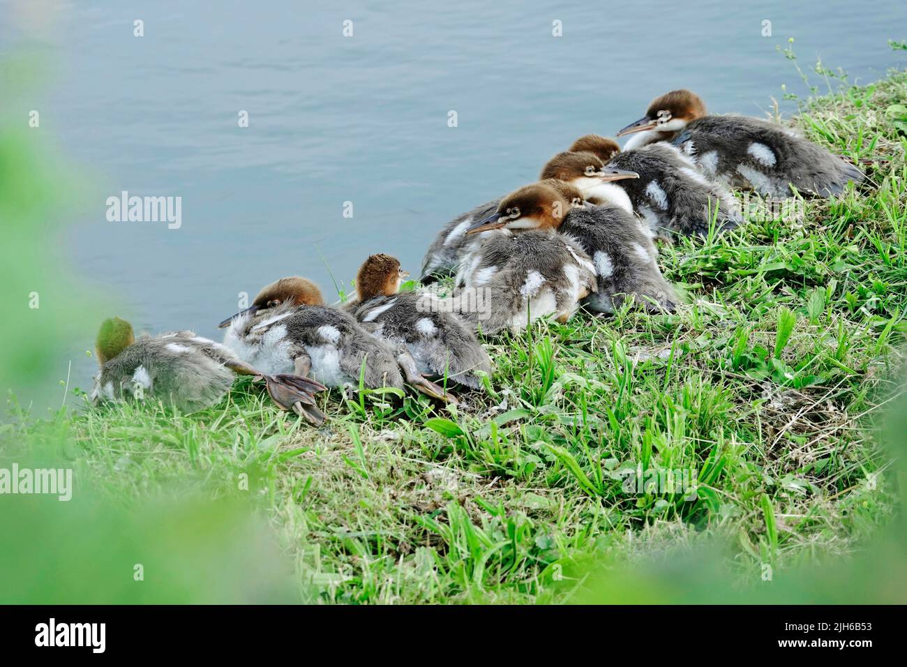 Gewöhnlicher Merganser (Mergus merganser), Juni, Deutschland Stockfoto