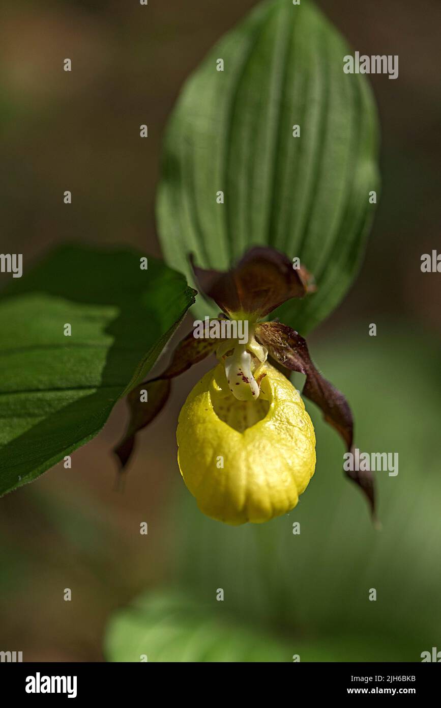 Blühende gelbe Frauenschuh-Orchidee (Cypripedium calceolus), Bayern, Deutschland Stockfoto