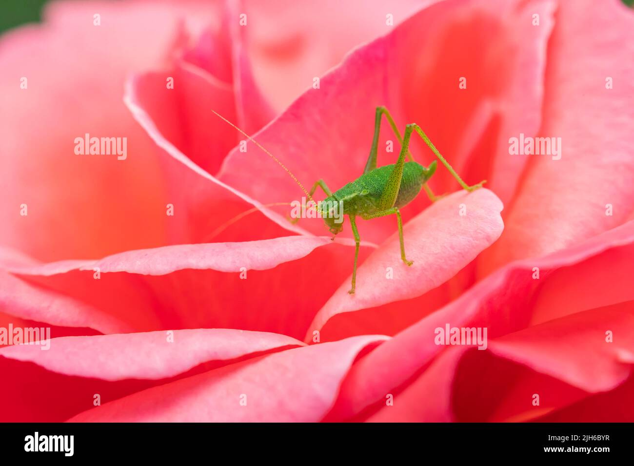 Gesprenkeltes Buschkricket (Leptophyes punctatissima) adultes Insekt auf einer roten Rosenblüte, Suffolk, England, Vereinigtes Königreich Stockfoto