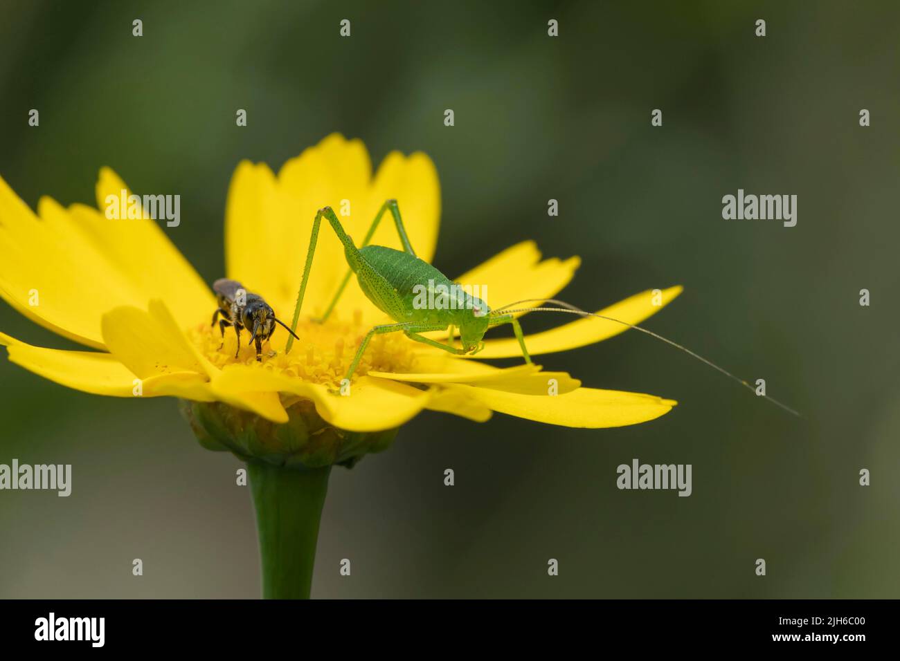 Gesprenkeltes Buschkricket (Leptophyes punctatissima) adultes Insekt auf einer Ringelblume, Suffolk, England, Vereinigtes Königreich Stockfoto