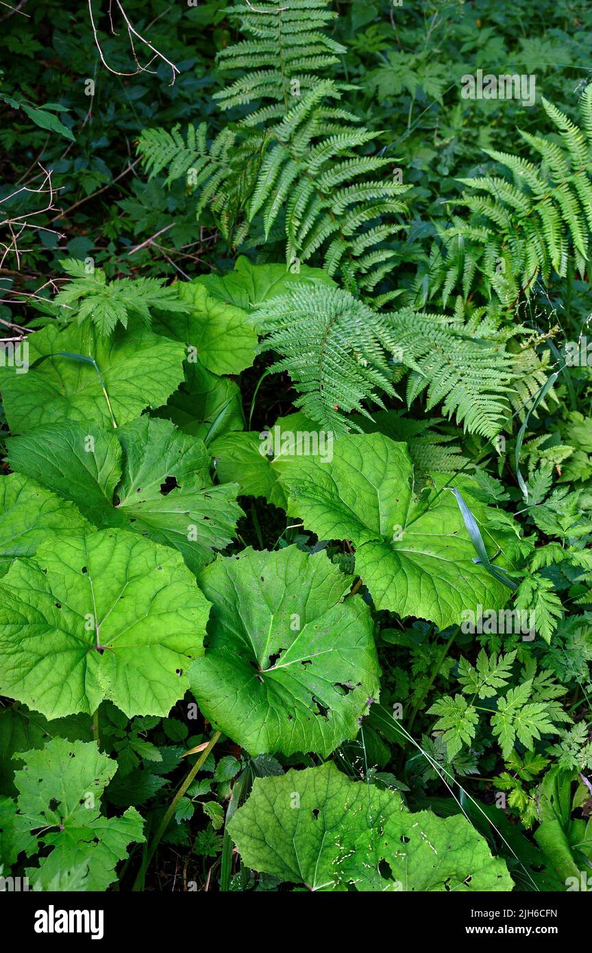 Blätter von weißem Butterbur (Petasites albus) und Waldfarn (Athyrium filix-femina), Allgäu, Bayern, Deutschland Stockfoto
